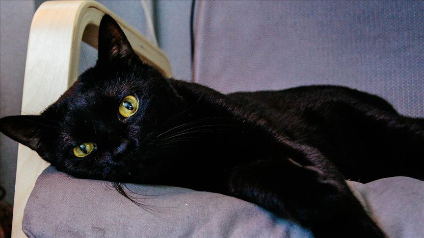 2 35 Az emberek többsége képes 4 másodperc alatt kiszúrni a fekete macskát a képen - Neked is sikerül ennyi idő alatt?