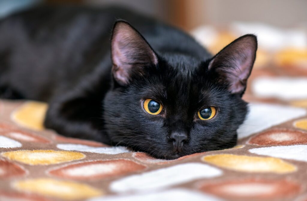 3 36 Az emberek többsége képes 4 másodperc alatt kiszúrni a fekete macskát a képen - Neked is sikerül ennyi idő alatt?