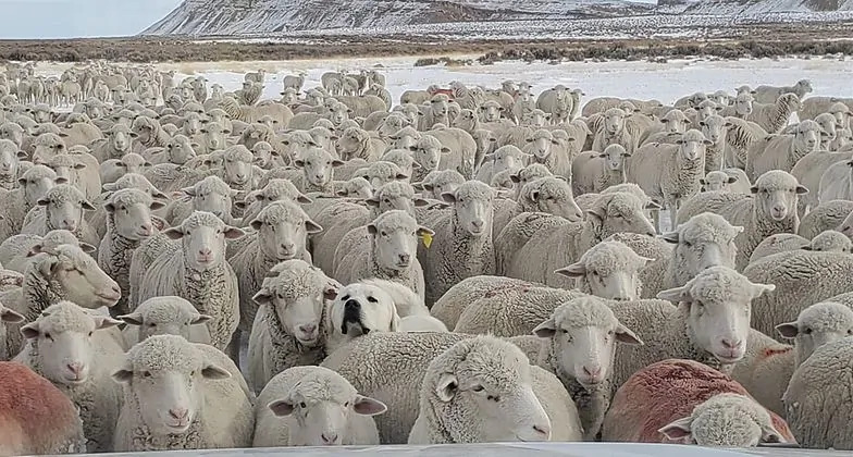 kep 2022 09 26 133227648 Egy kutyus bújt a birkacsorda közé. Te megtalálod?