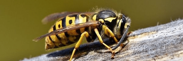 kep 2023 06 20 165159323 Agresszív rovar telepedett meg Európába. A csípése megöl egy embert