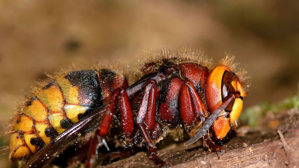 lodarazs Agresszív rovar telepedett meg Európába. A csípése megöl egy embert