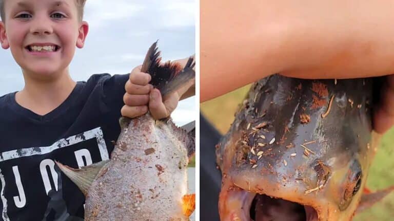 A 11 éves fiú kifogott egy halat, de amikor meglátta, mi van a szájában, sikoltozni kezdett!