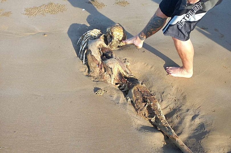 kep 2023 07 19 183249683 ELKÉPESZTŐ! Sellő csontvázat találtak Ausztrália tengerpartján