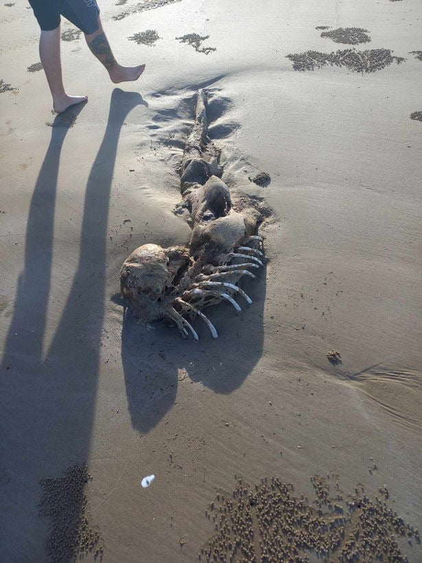 kep 2023 07 19 183259945 ELKÉPESZTŐ! Sellő csontvázat találtak Ausztrália tengerpartján