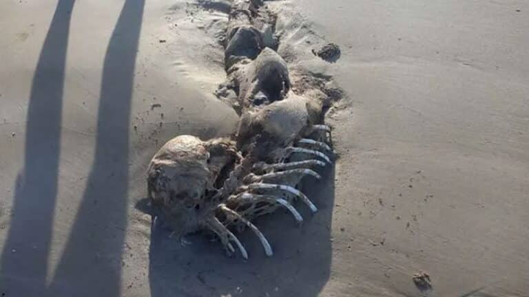 ELKÉPESZTŐ! Sellő csontvázat találtak Ausztrália tengerpartján