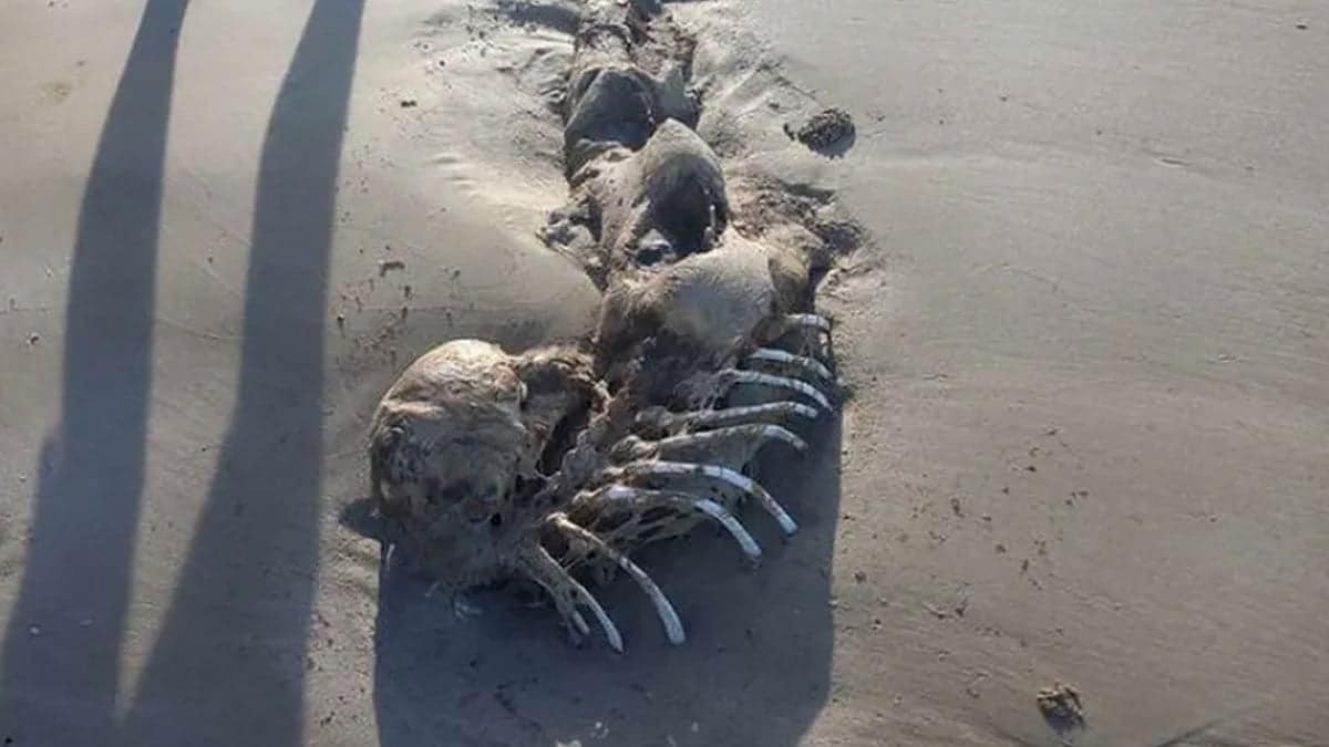 surprising!  A mermaid skeleton has been found on an Australian beach