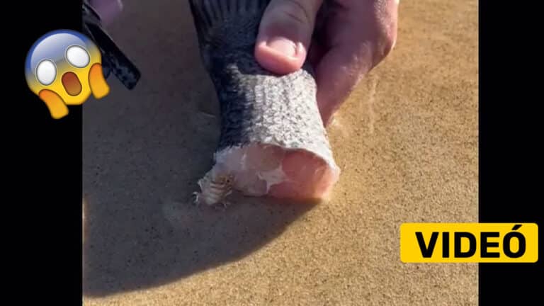 Ezt a videót már 36 millióan látták. Kitett egy darab húst a partra. Ez mászott ki a homokból érte…