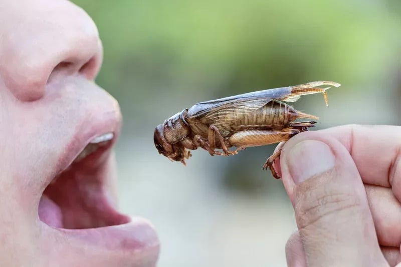 kep 2023 11 08 152119362 A tudósok szerint rovarokat kéne ennünk. Jót tesz a szervezetünknek, és a bolygónak is.