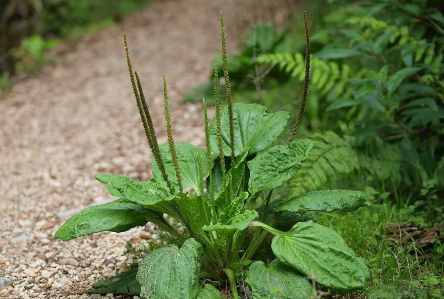 szeleslevelu utifu plantago major Az egyik leggyógyítóbb erejű növény, mégis mindenki kiírtja a kertjéből a széles levelű útifüvet