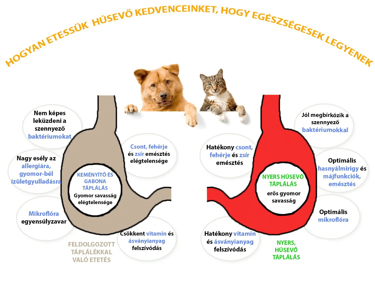 kep 2025 01 15 114036746 Soha ne add a kutyádnak. Ezektől az ételektől megbetegszik!