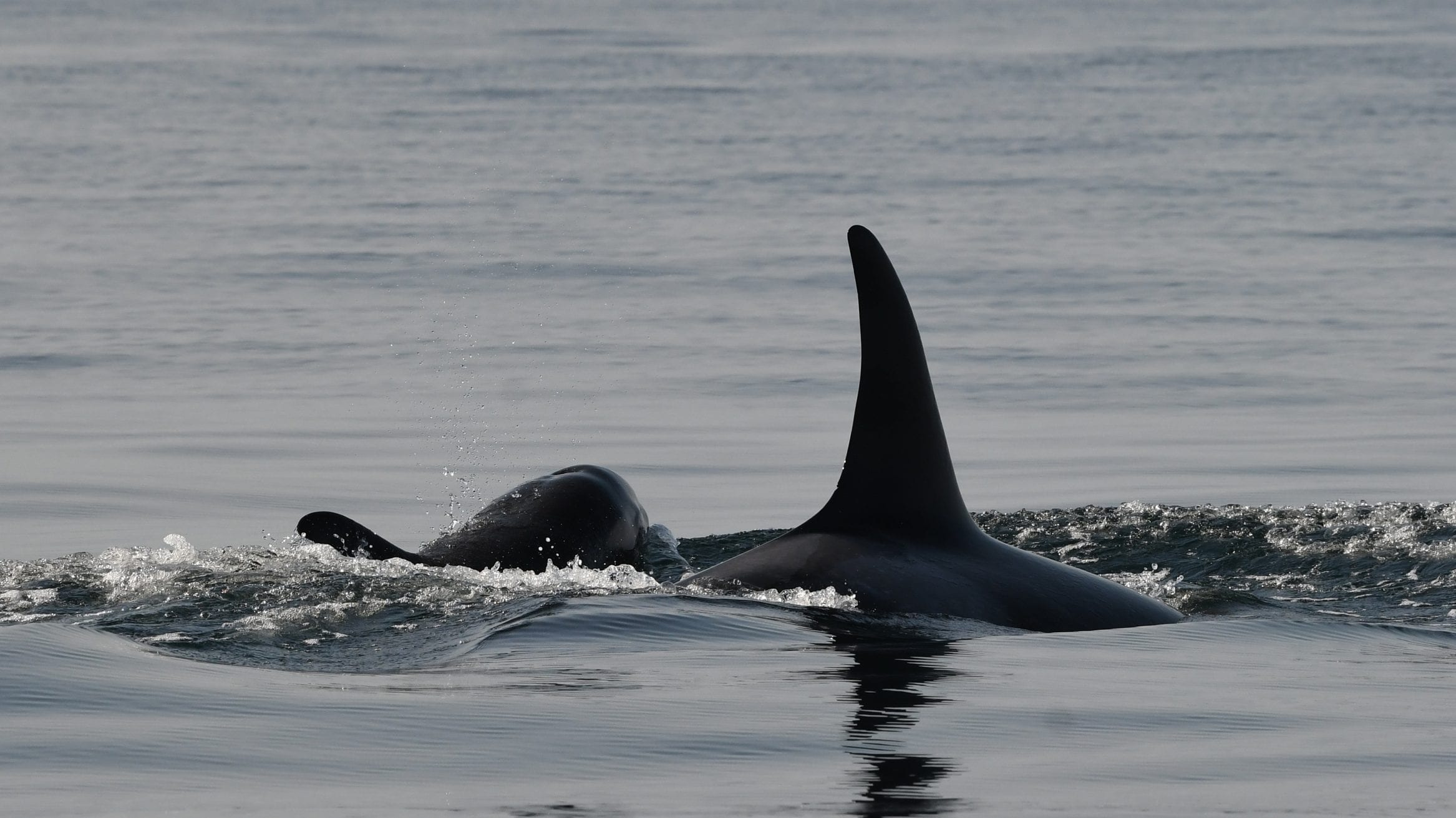 Megrendítő történet: Egy kardszárnyú delfin 17 napon át vitte magával elpusztult borját