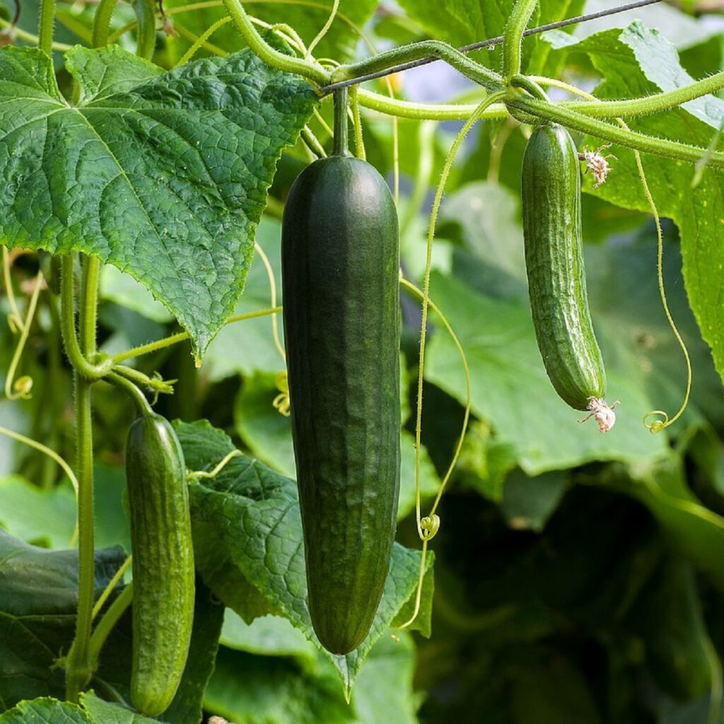 Drasztikusan drágul az uborka